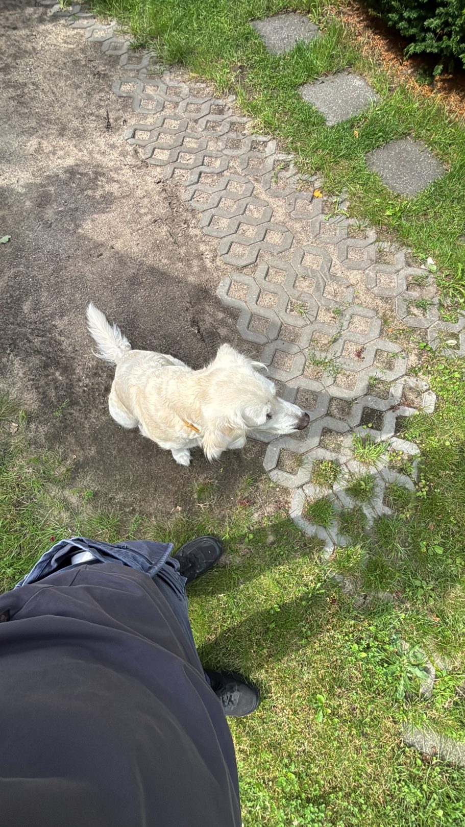 Ein Hund von einem TRILUC Kunden läuft auf einem gepflasterten Weg, umgeben von Gras.